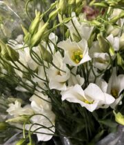 Lisianthus, Botanic-white