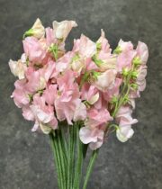 Sweet Peas, import-blush/peach