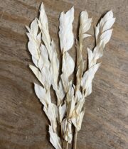 Dried Israeli Ruscus-bleached