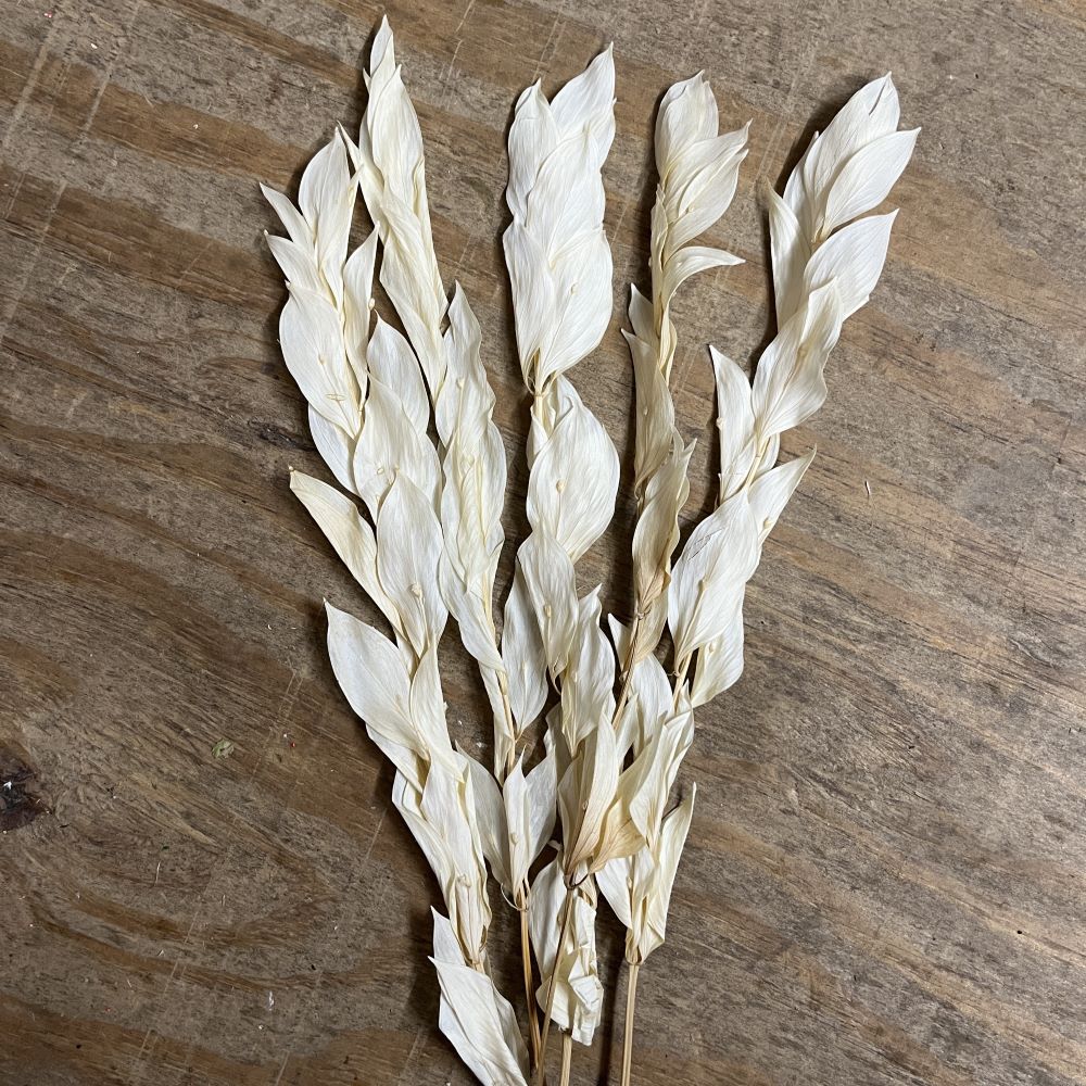 Dried Bleached Israeli Ruscus