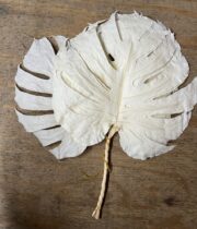 Dried Monstera Leaves-bleached