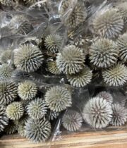 Dried Echinops Thistle-blue