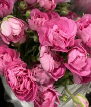 Ranunculus, Moderna Dolce-pink
