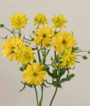 Ranunculus, Moderna Proxima-yellow