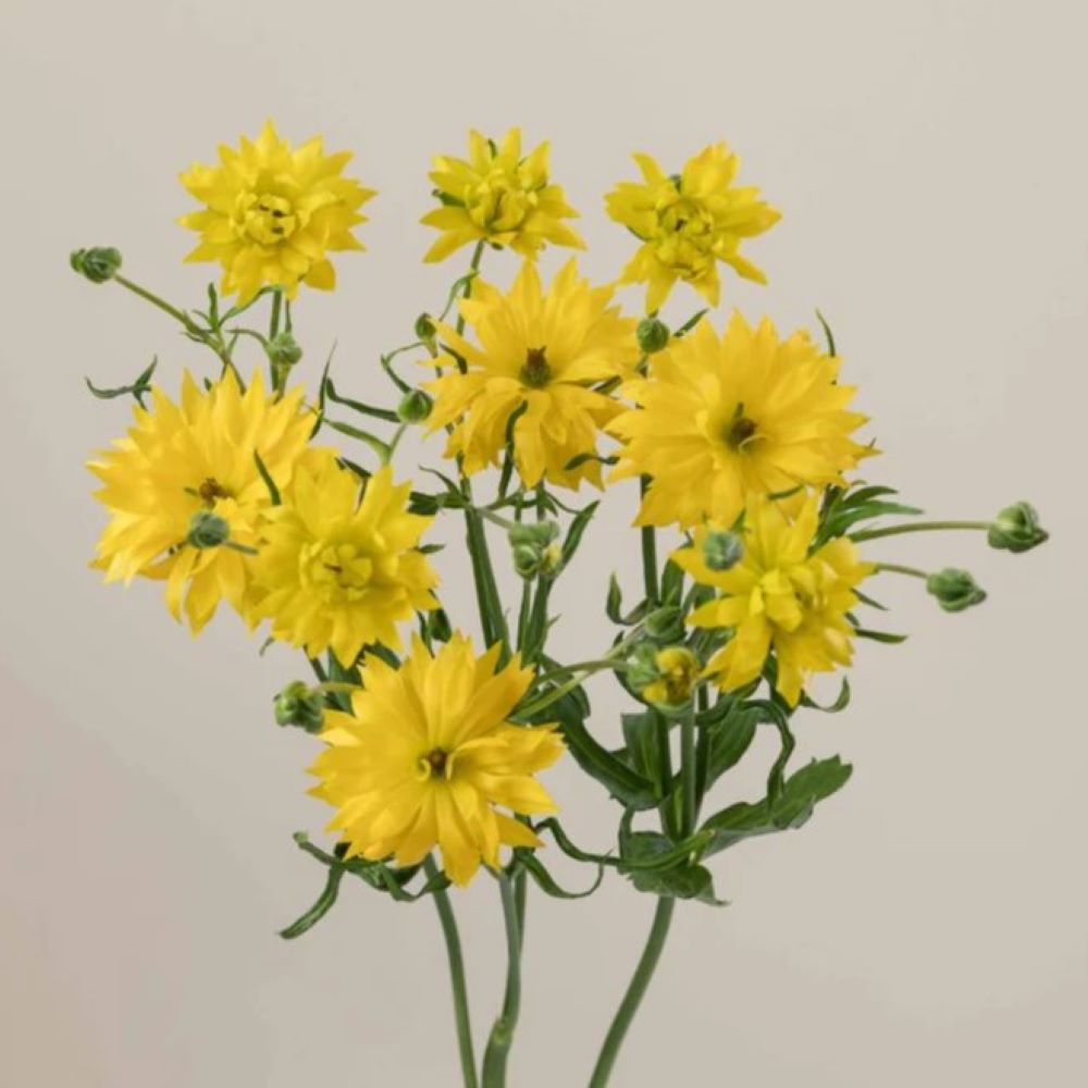 Ranunculus Moderna Proxima