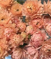 Ranunculus, Moderna Riviera-peach