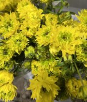 Ranunculus, Moderna Sunny-yellow