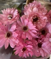 Ranunculus, Moderna Venus-light pink