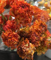 Ranunculus, Pon Pon-orange