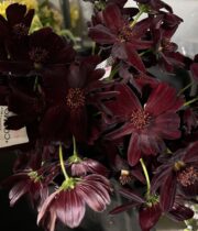 Cosmos, Japanese-chocolate