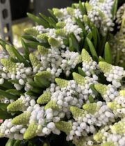 Hyacinth, Muscari-gray/light blue