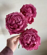 Rose Garden Spray, Julietta Cerise-SA