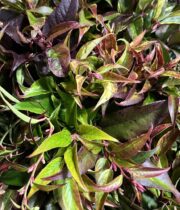 Leucothe Foliage-rainbow