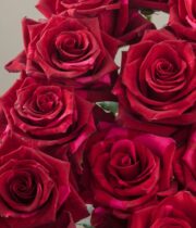 Rose, Red Panther-SA