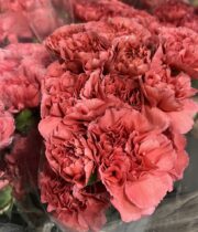 Carnations, specialty-Majesta-salmon