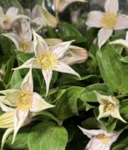 Clematis-blush