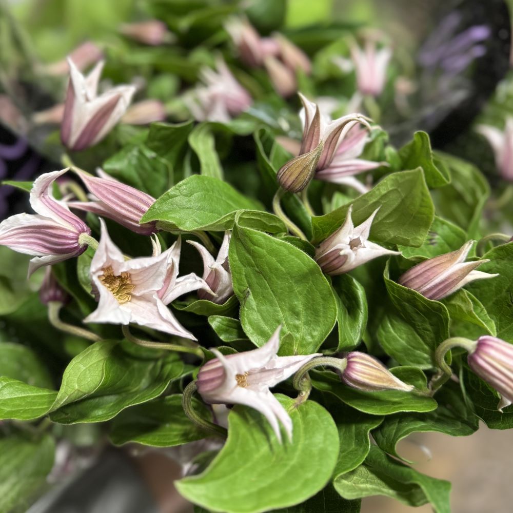 Clematis blush