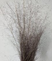 Dried Candyfloss Grass