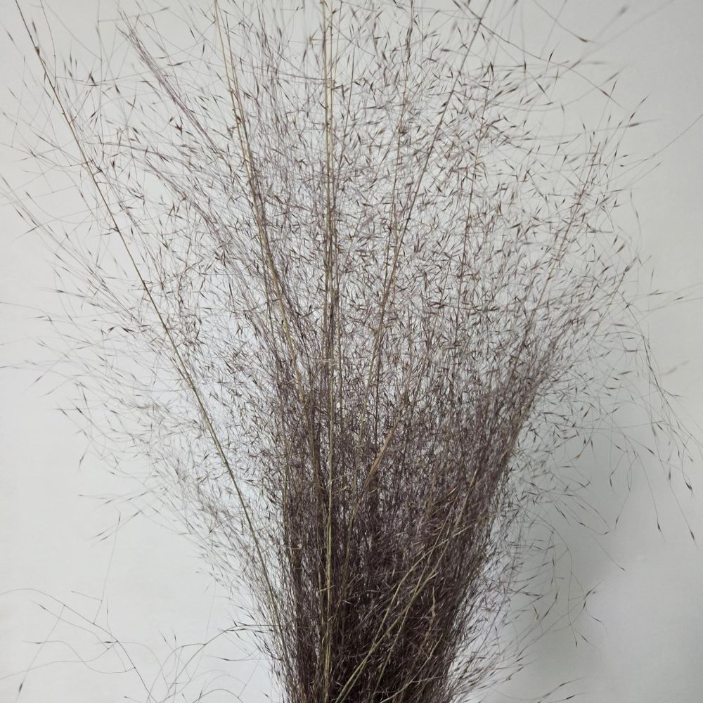 Dried Candyfloss grass