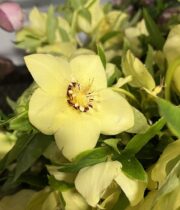 Helleborus-yellow