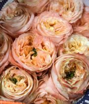 Rose, Melon X-pression-SA