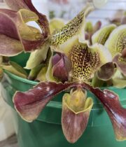 Orchid, Lady Slipper-green/purple