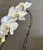 Phalaenopsis Cascading Spray-white