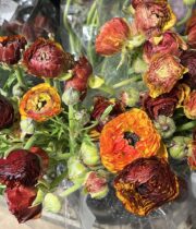 Ranunculus, California-cafe/bicolor brown