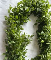 Smilax, Wedding Vine (import)