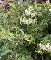 Spirea, Japanese Bridal Wreath