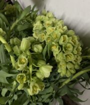 Fritillaria-green