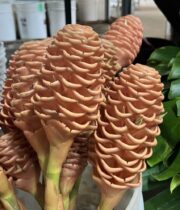 Ginger, Beehive-chocolate