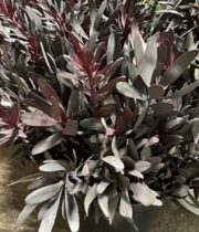 Leucadendron, Ebony-black
