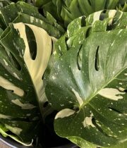 Monstera Leaves, medium-variegated
