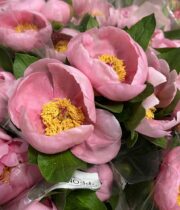 Peony-salmon (import)