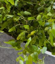 Smilax, Select Wild (case)