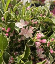 Weigela pink