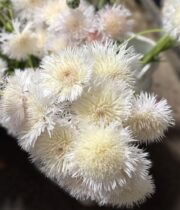 Centuria, Basket Flower-white