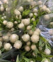 Centuria Basket Flower white