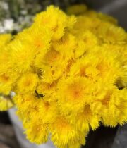Centuria, Basket Flower-yellow