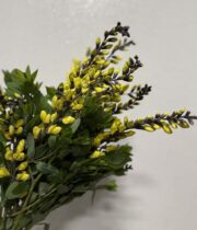 Lupine-yellow