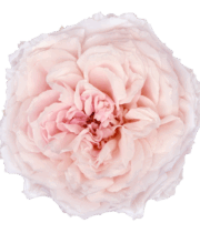 Rose Garden, Wabara Tsumugi-SA