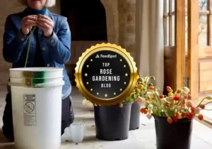 Professional florist preparing garden roses with FeedSpot Top 10 Rose Gardening Blog award badge