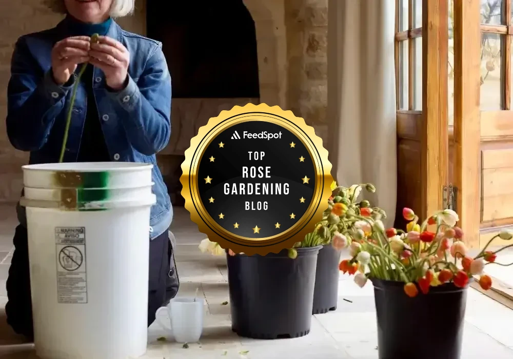 Professional florist preparing garden roses with FeedSpot Top 10 Rose Gardening Blog award badge