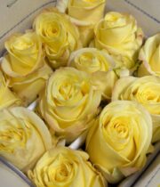 Rose, Bella Donna-SA