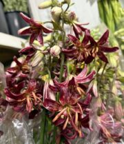 Lily Martagon, Claude Shride