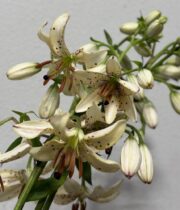 Lily Martagon, Snowy Morning