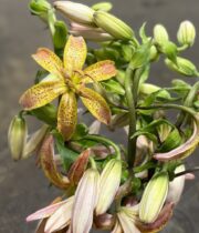 Lily Martagon, Terrace City