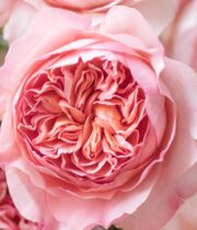 Rose Garden, Phoebe-SA