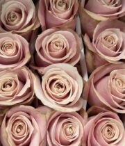 Rose, Pinky Promise-SA